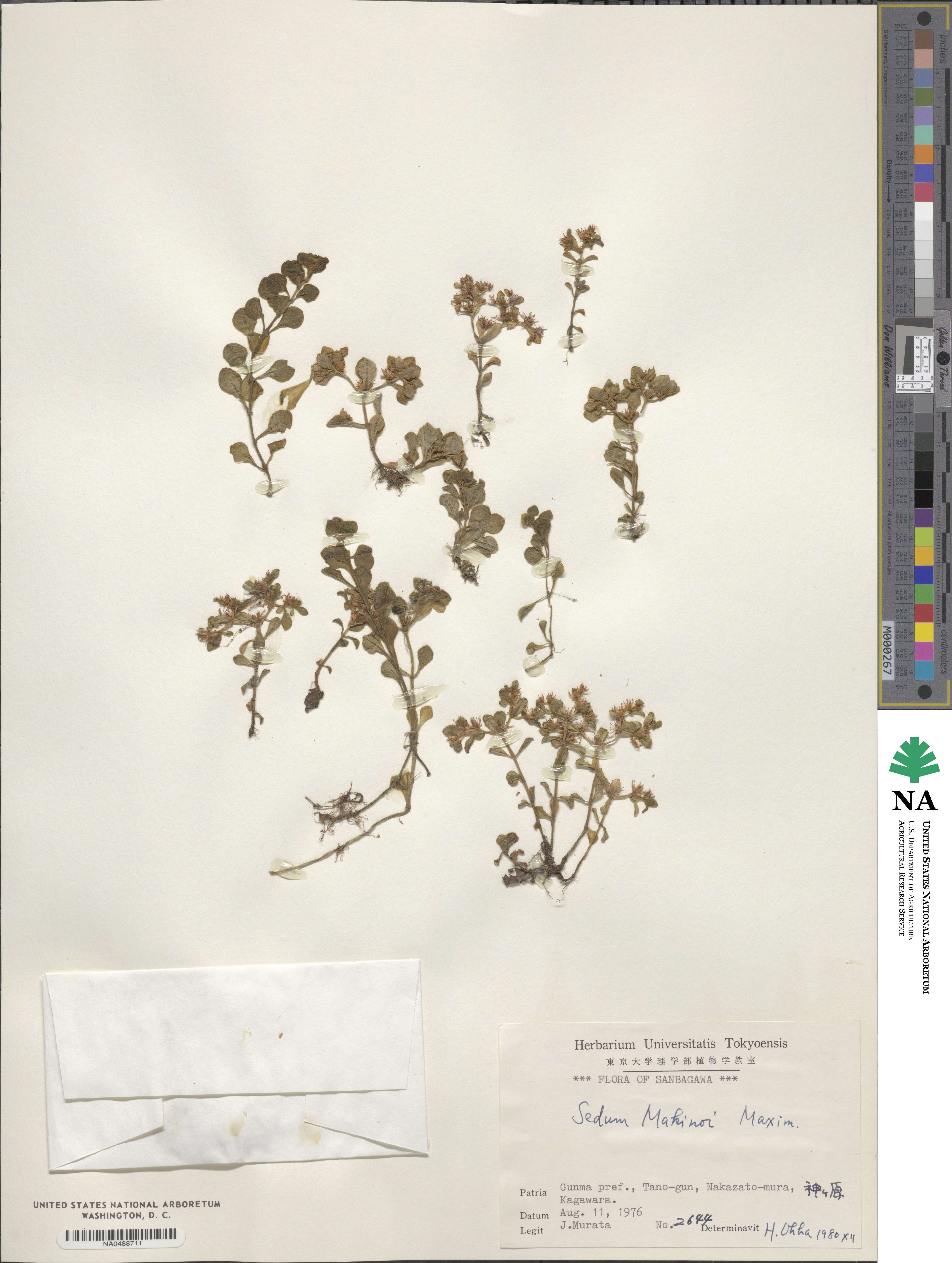 Sedum makinoi image