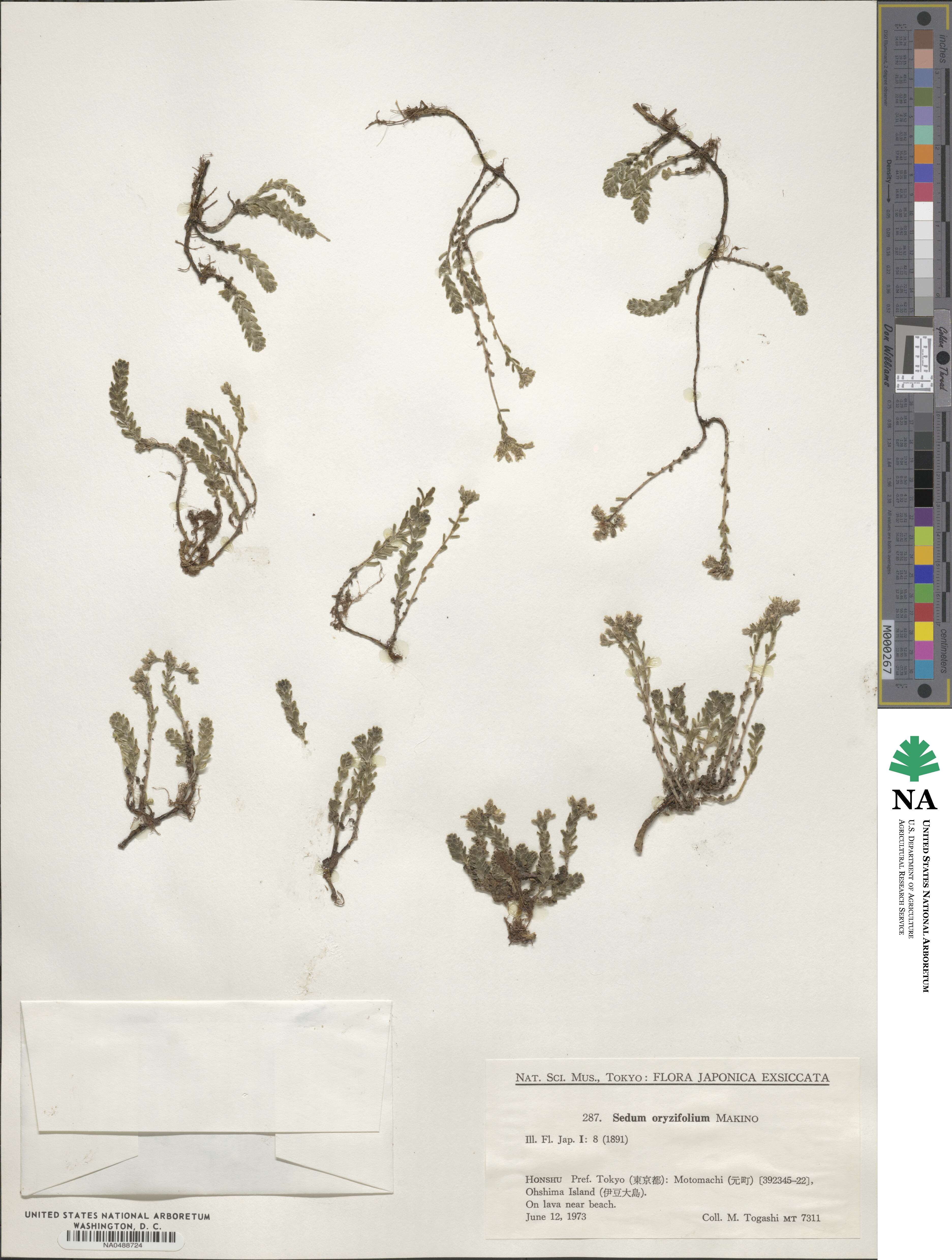Sedum japonicum subsp. oryzifolium image
