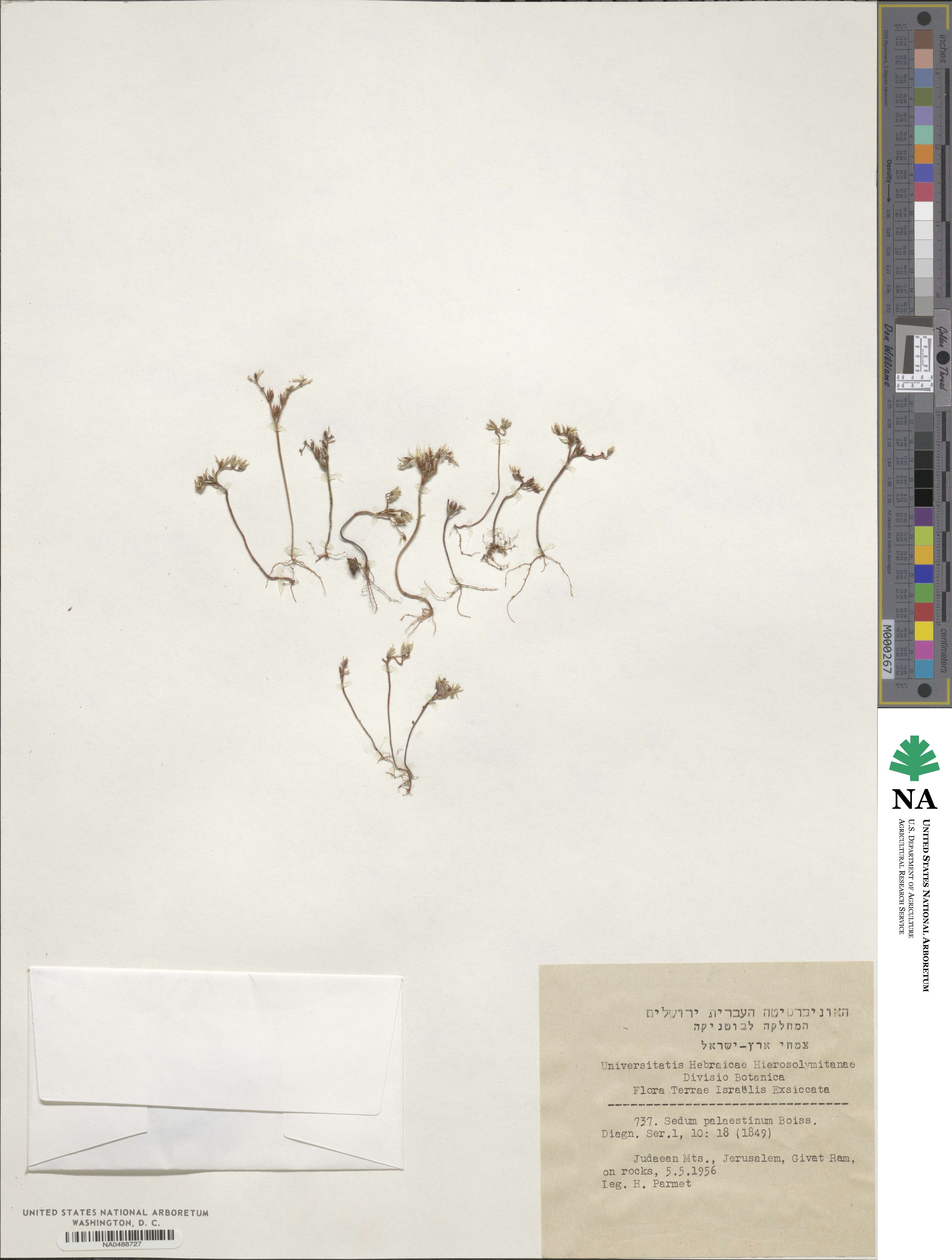 Sedum eriocarpum subsp. orientale image