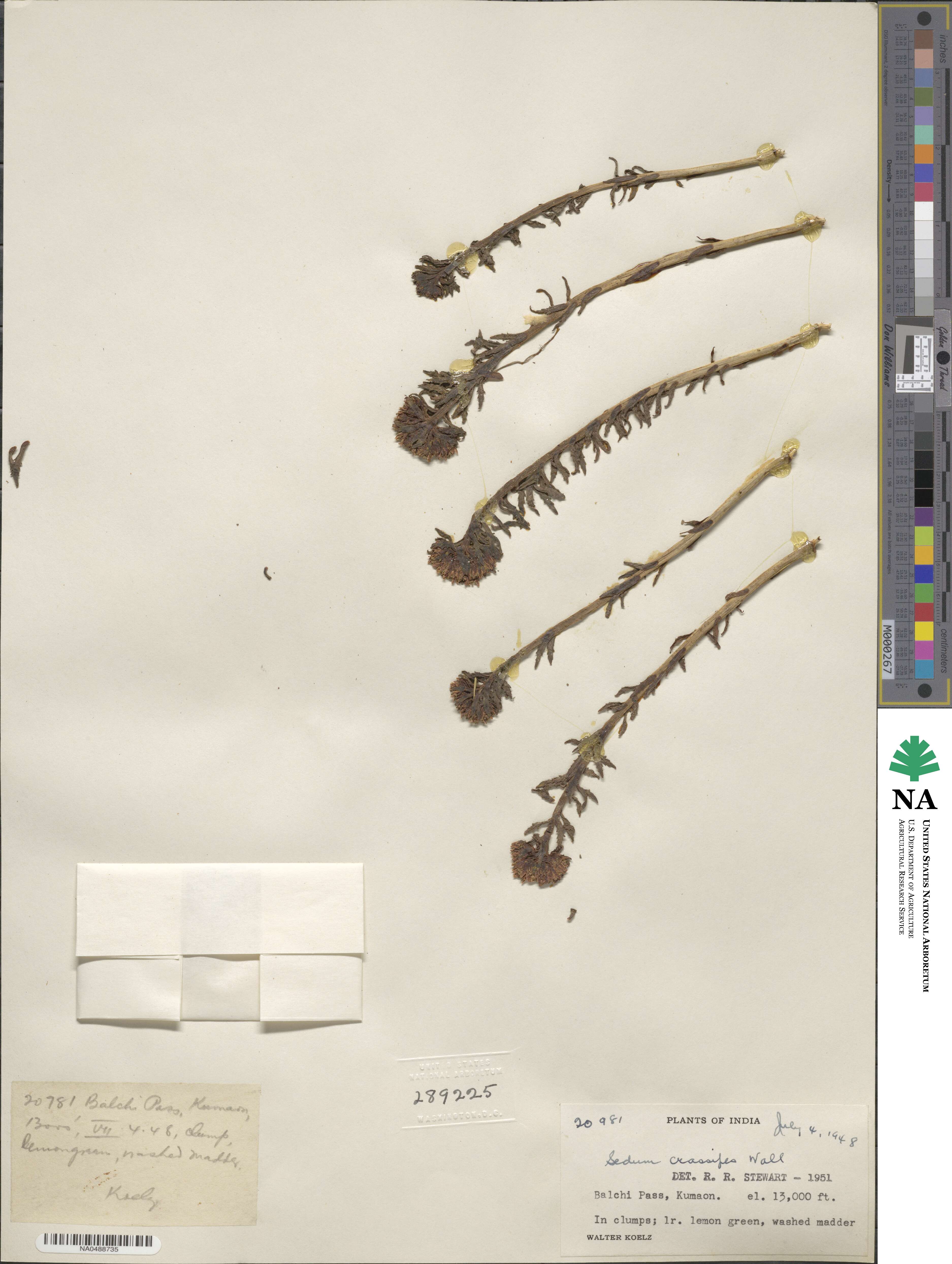 Rhodiola wallichiana image