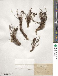 Rhodiola wallichiana image