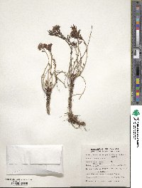 Rhodiola wallichiana image