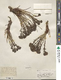 Rhodiola wallichiana image