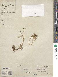 Sedum drymarioides image