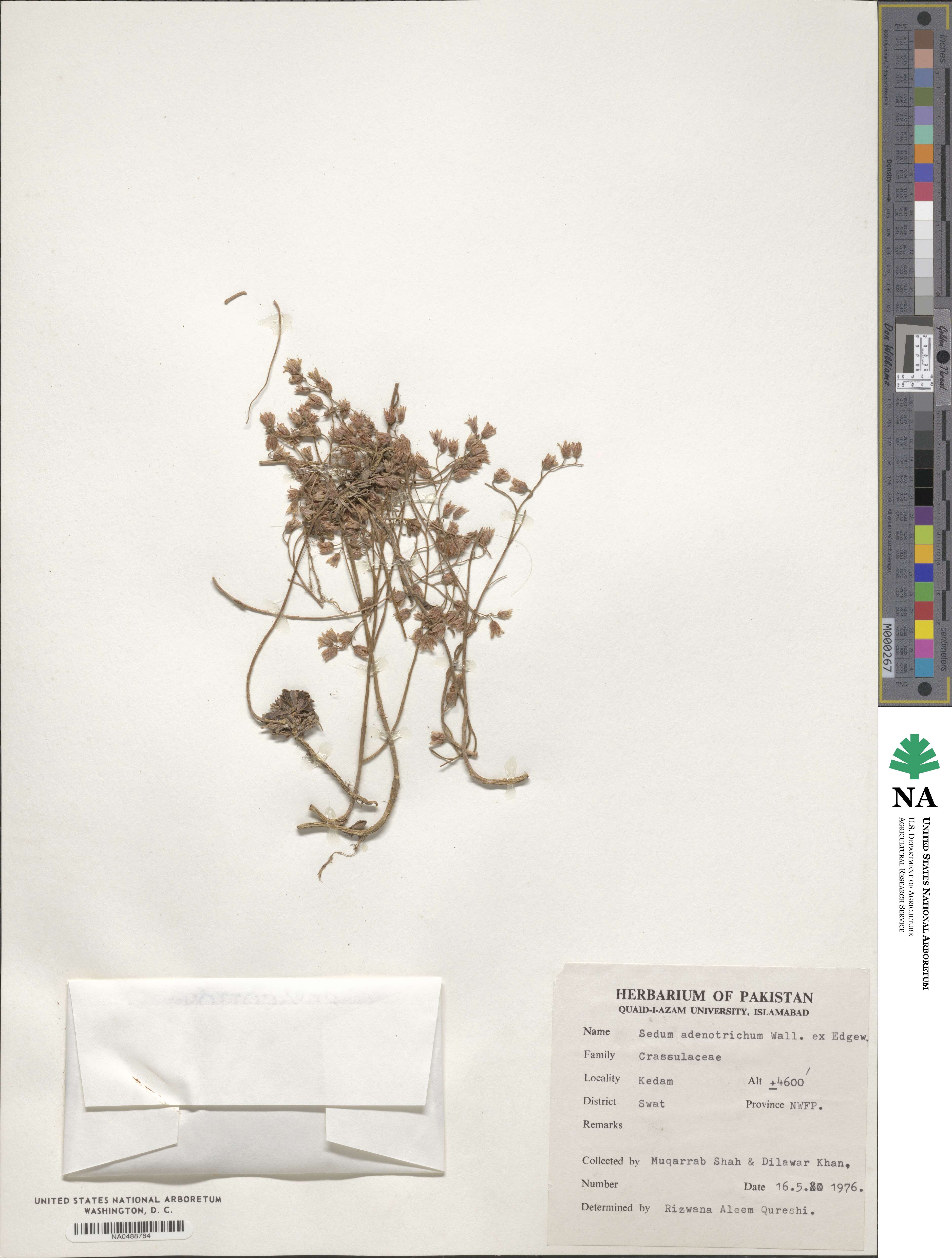 Rosularia adenotricha subsp. adenotricha image