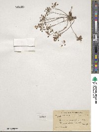 Rosularia adenotricha subsp. adenotricha image