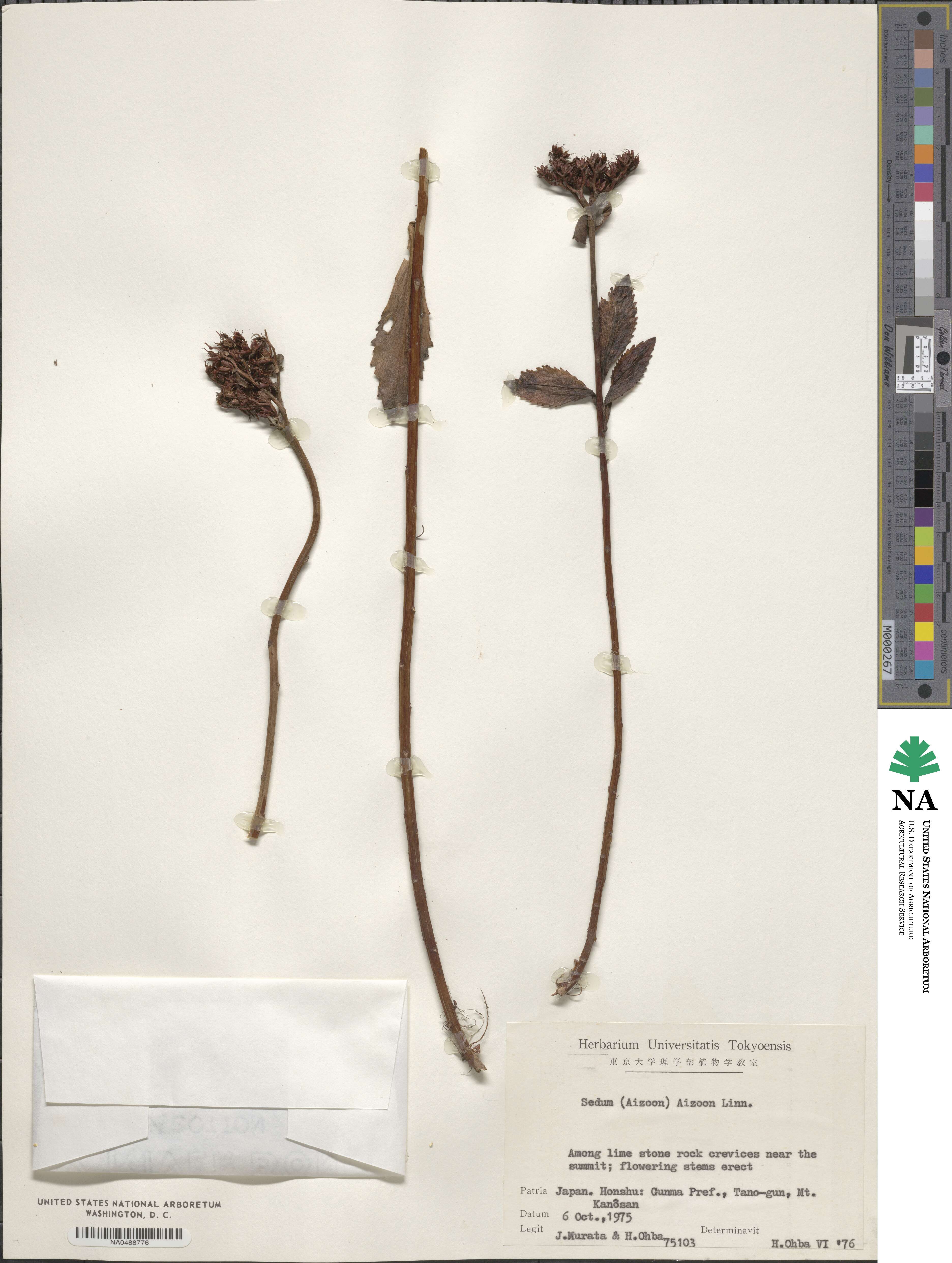 Phedimus aizoon image
