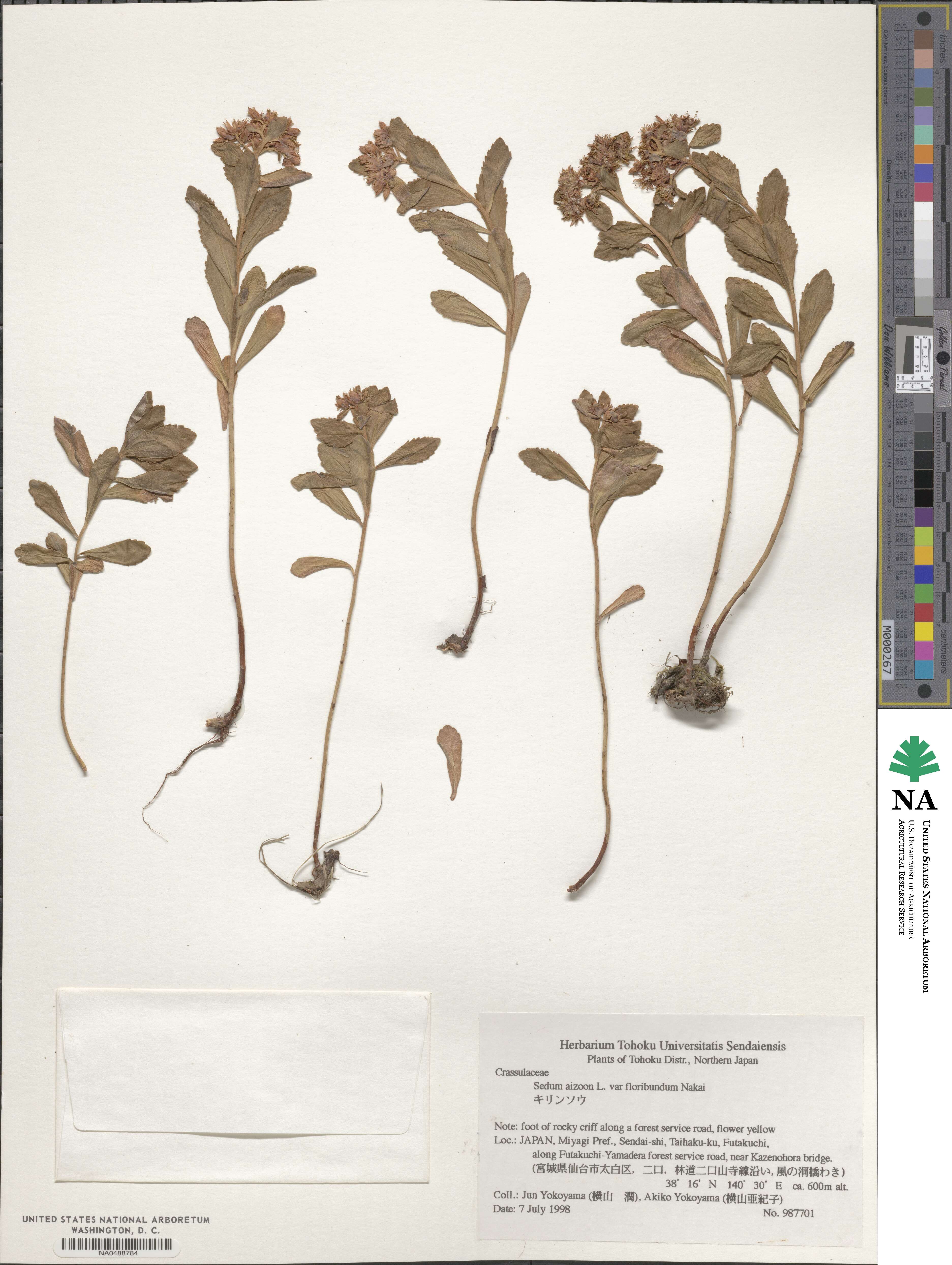 Phedimus aizoon image