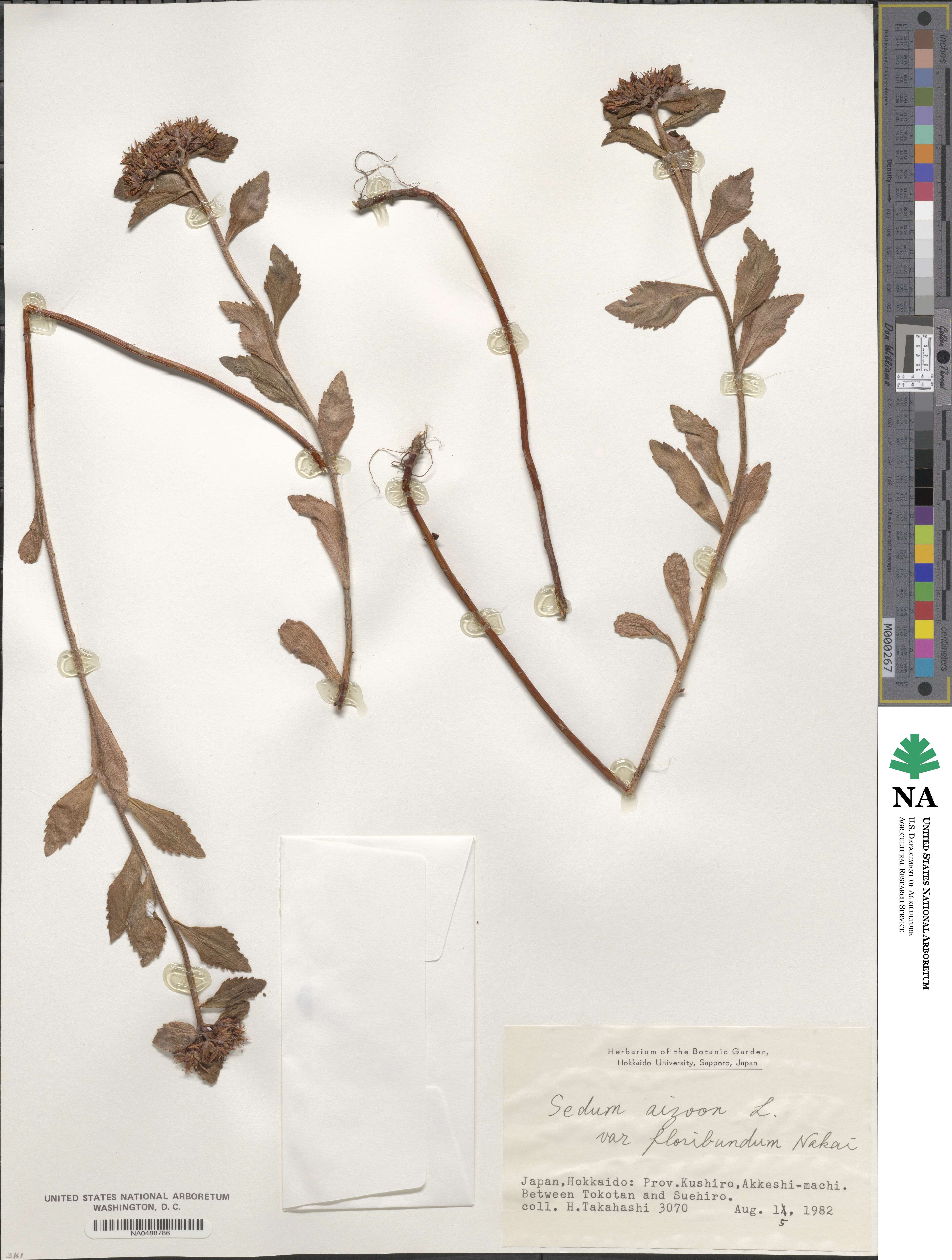 Phedimus aizoon image