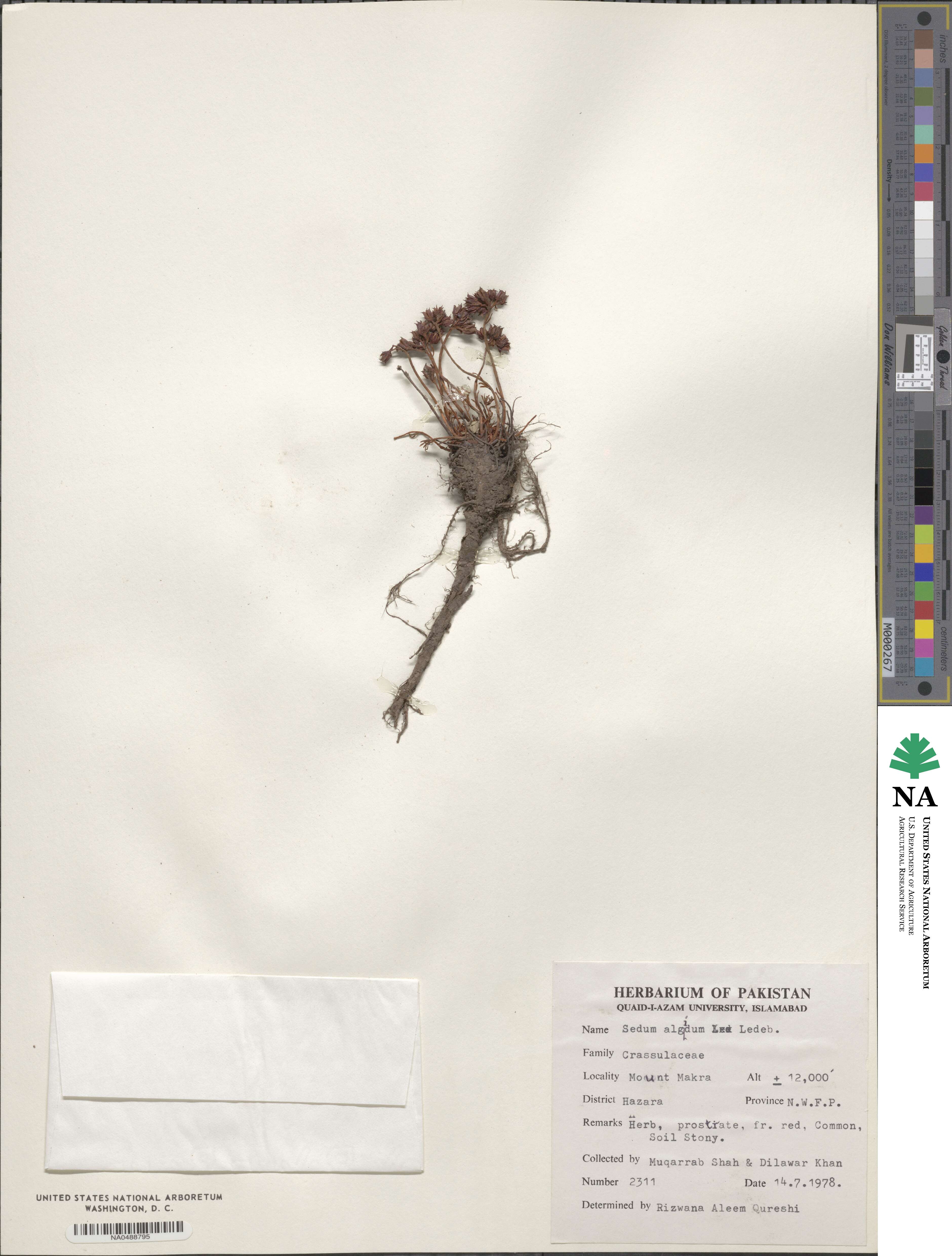Rhodiola algida image