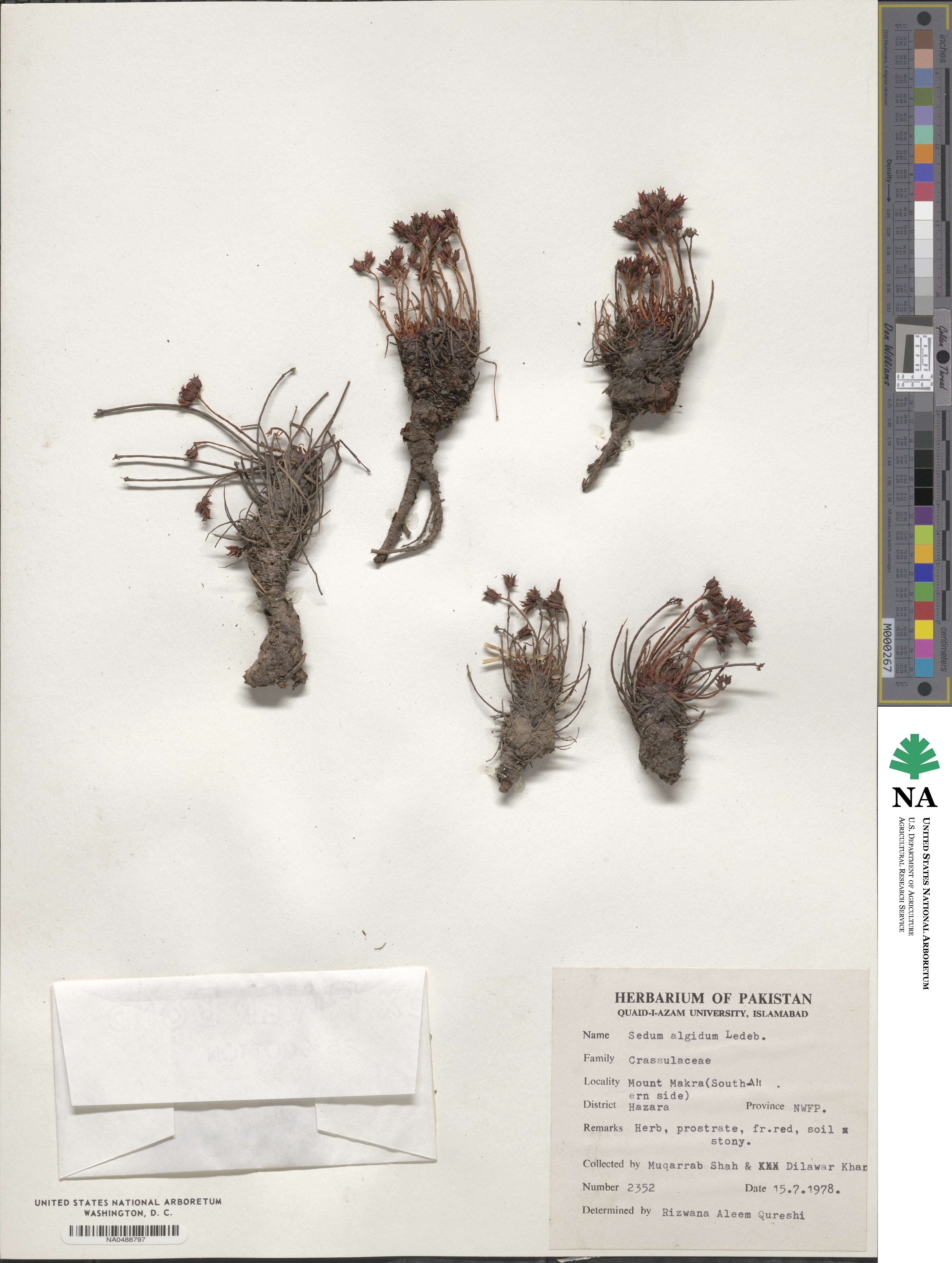 Rhodiola algida image