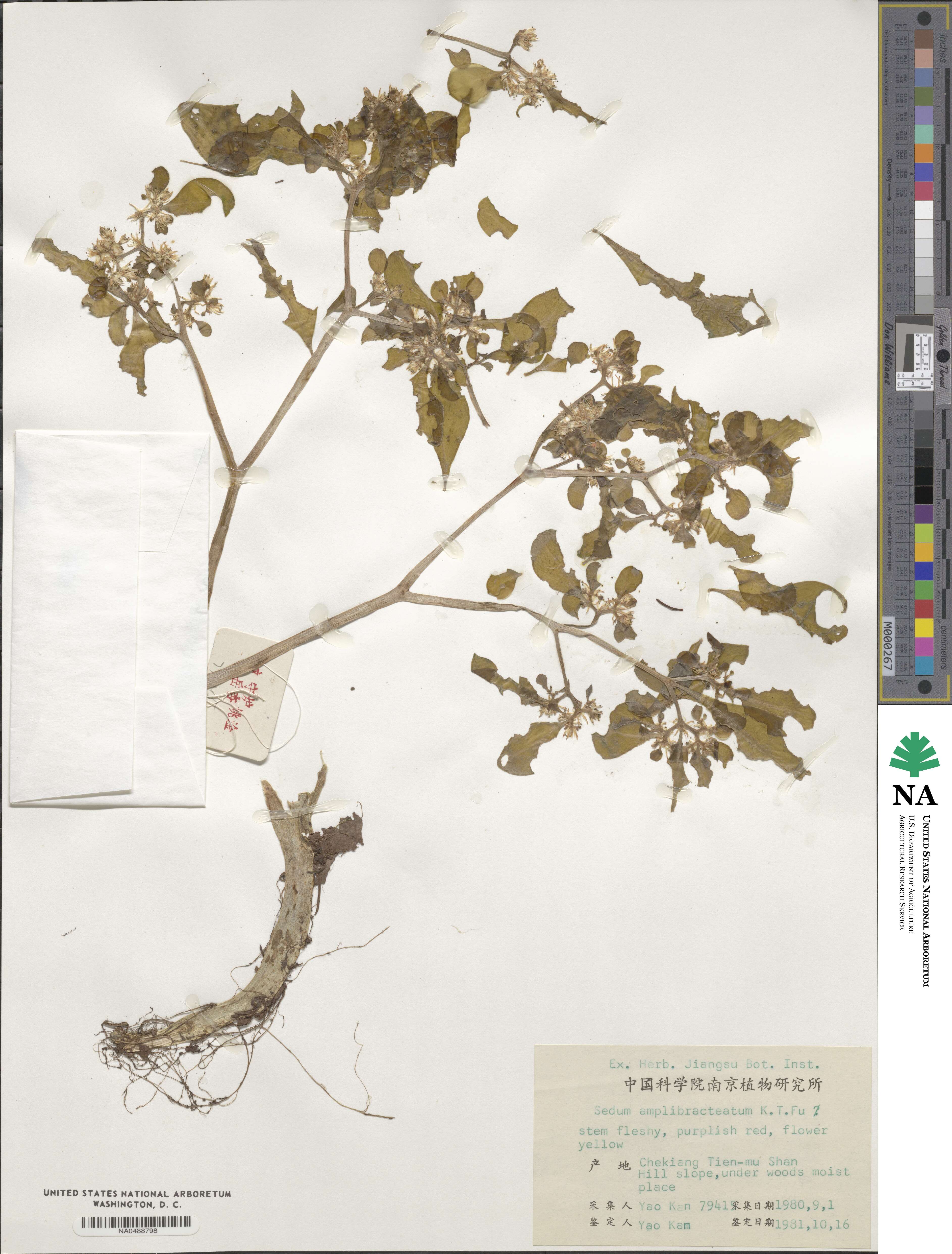 Sedum oligospermum image