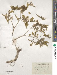 Sedum oligospermum image