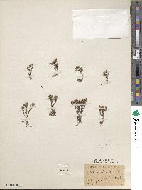 Sedum alpestre image