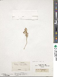 Sedum hispanicum image