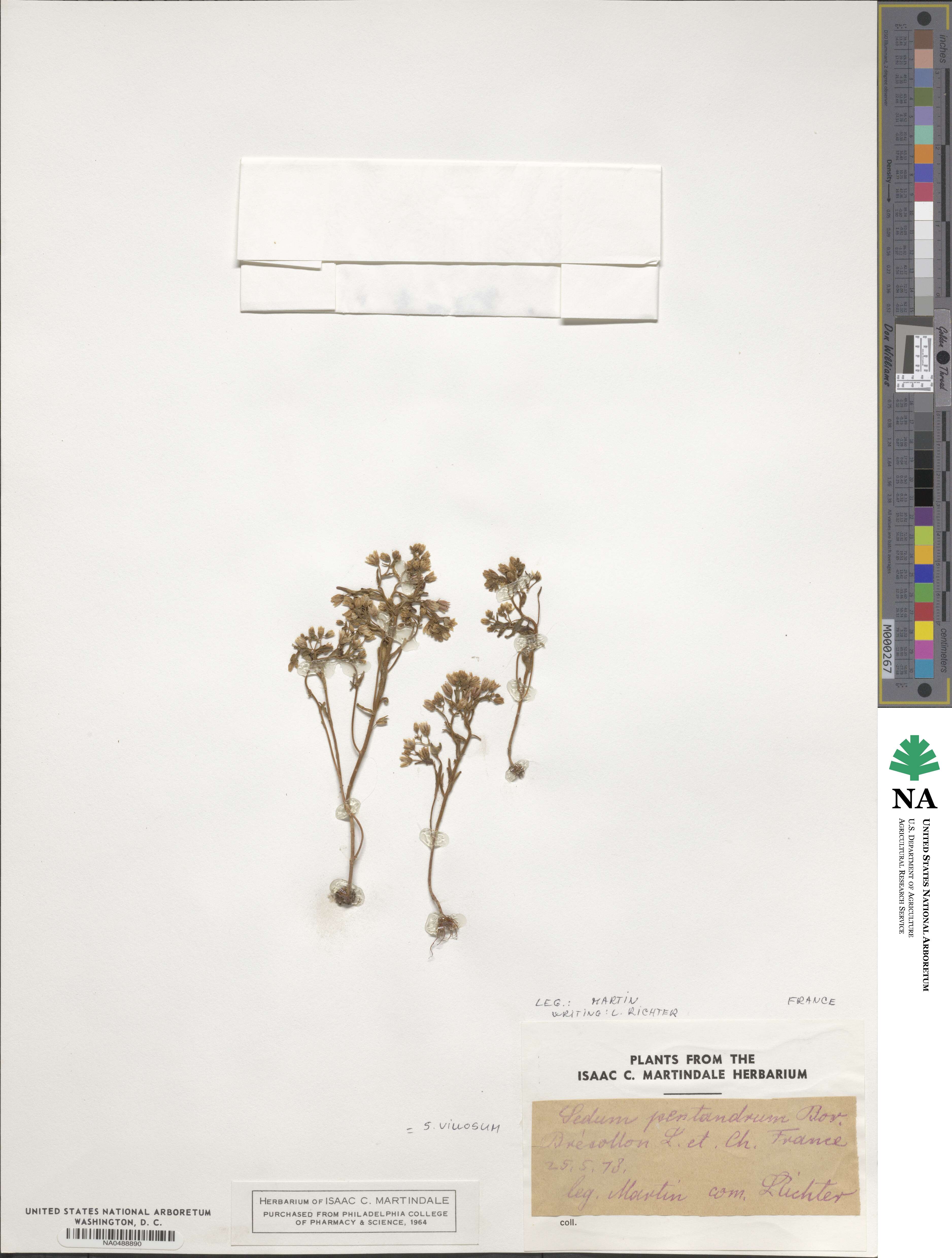 Sedum villosum image