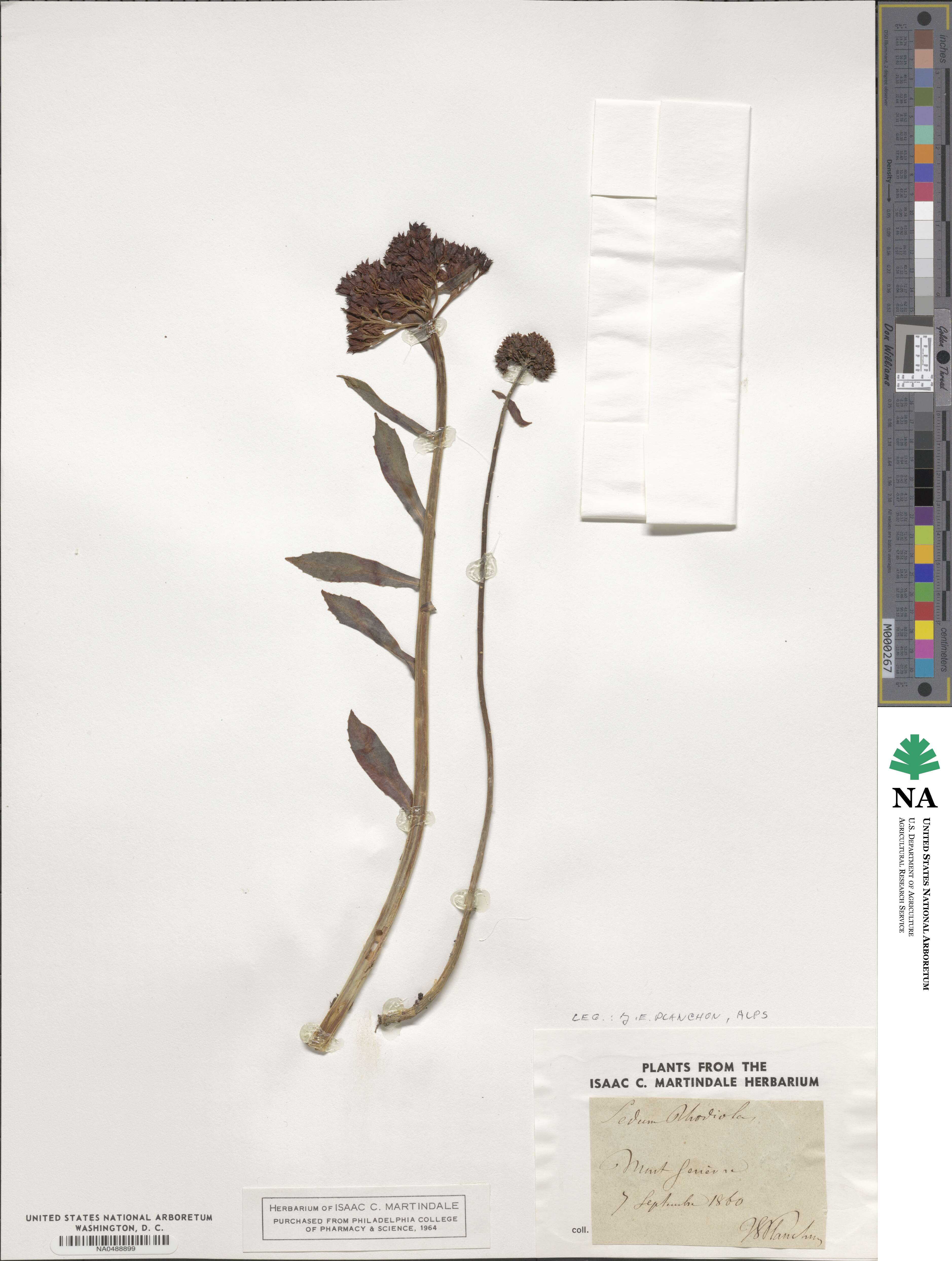 Rhodiola rosea image