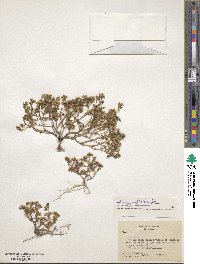 Sedum mellitulum image