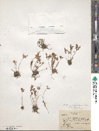 Sedum mellitulum image