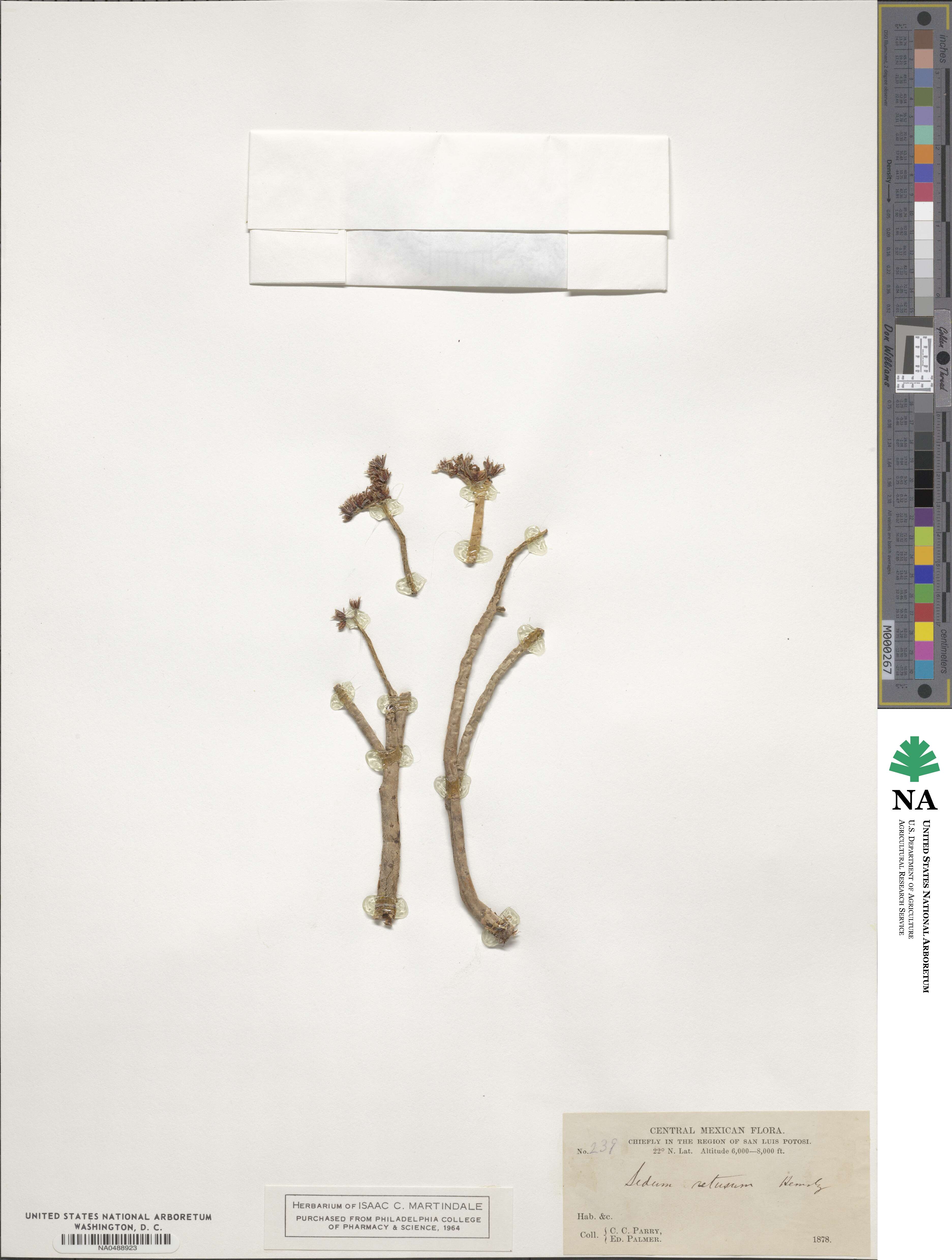 Sedum retusum image