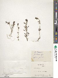 Galium aparine image