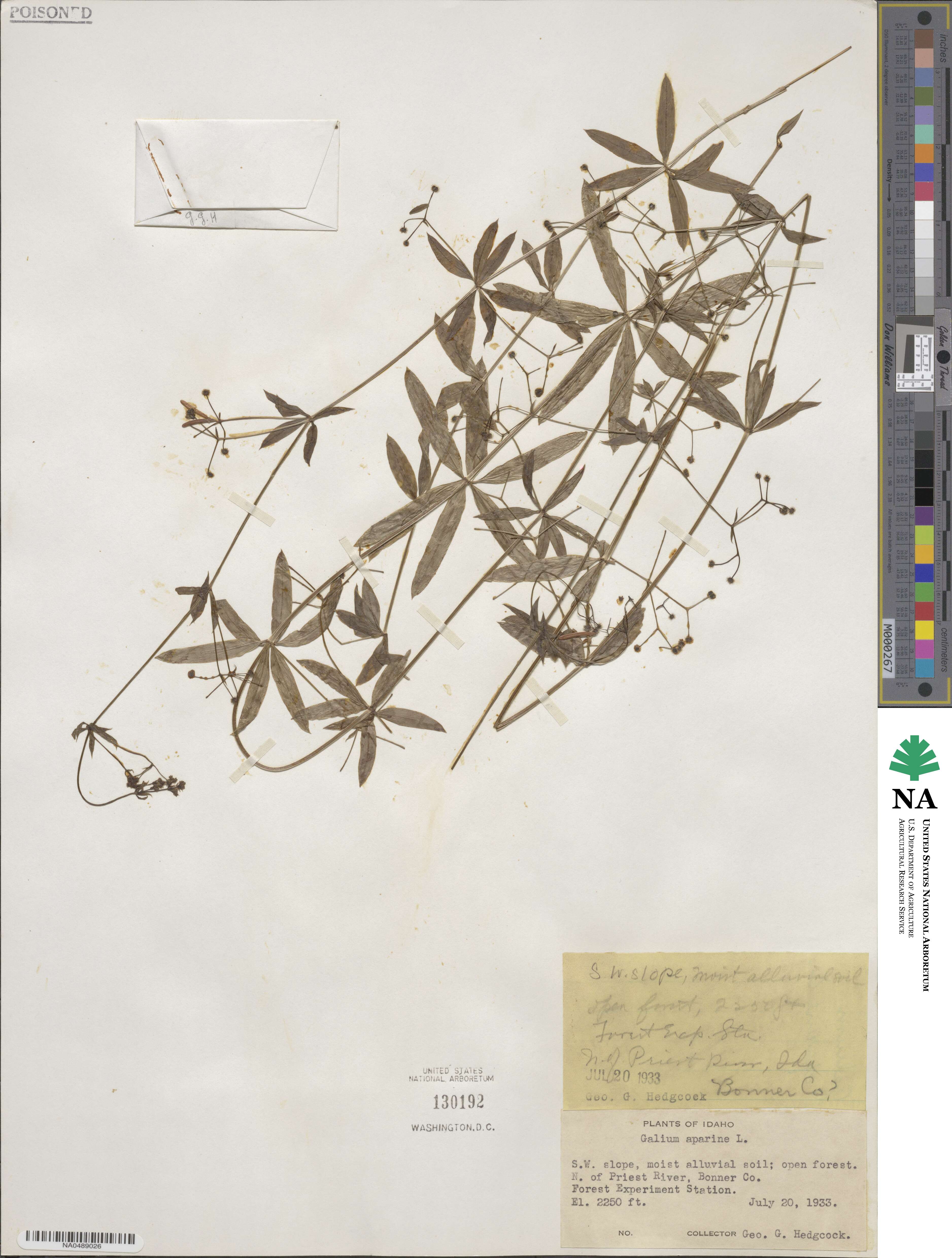 Galium aparine image