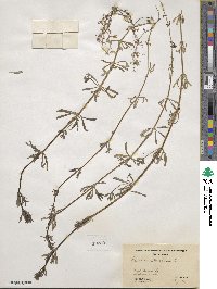 Galium aparine image