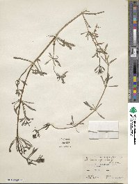 Galium aparine image