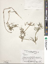 Galium aparine image