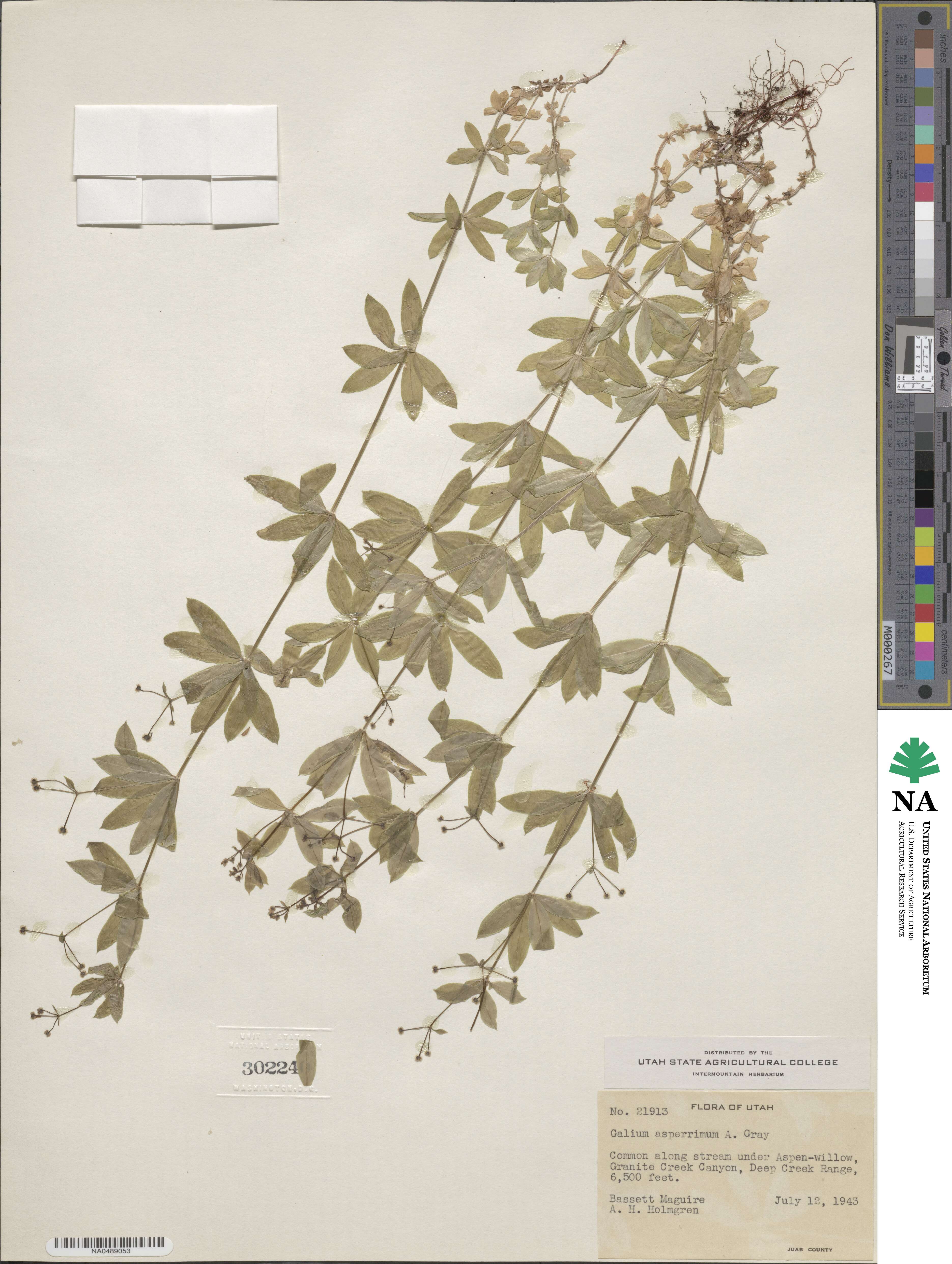 Galium mexicanum image