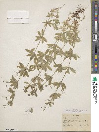 Galium mexicanum subsp. asperrimum image