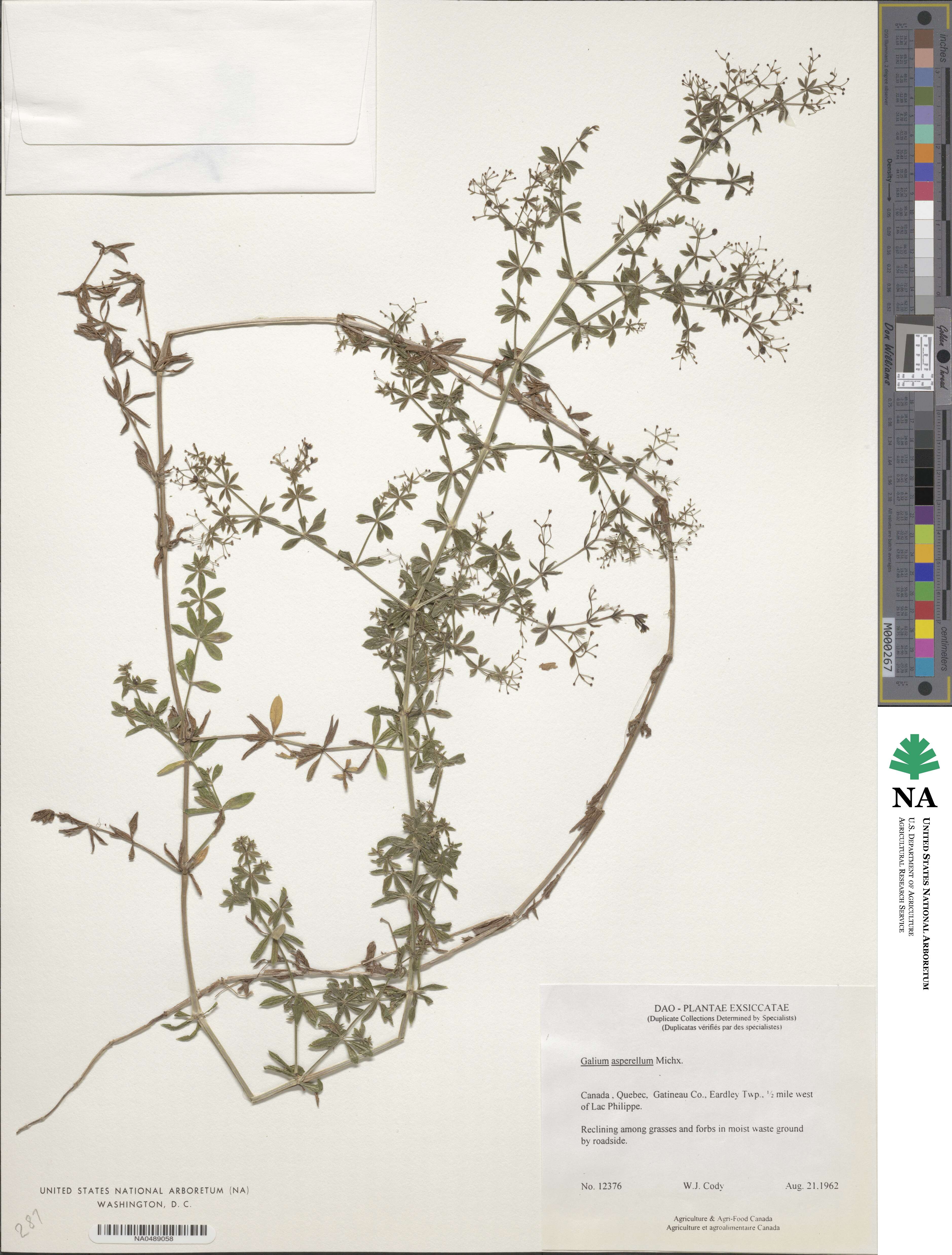 Galium mexicanum subsp. asperrimum image