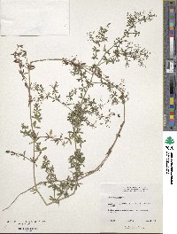 Galium mexicanum subsp. asperrimum image