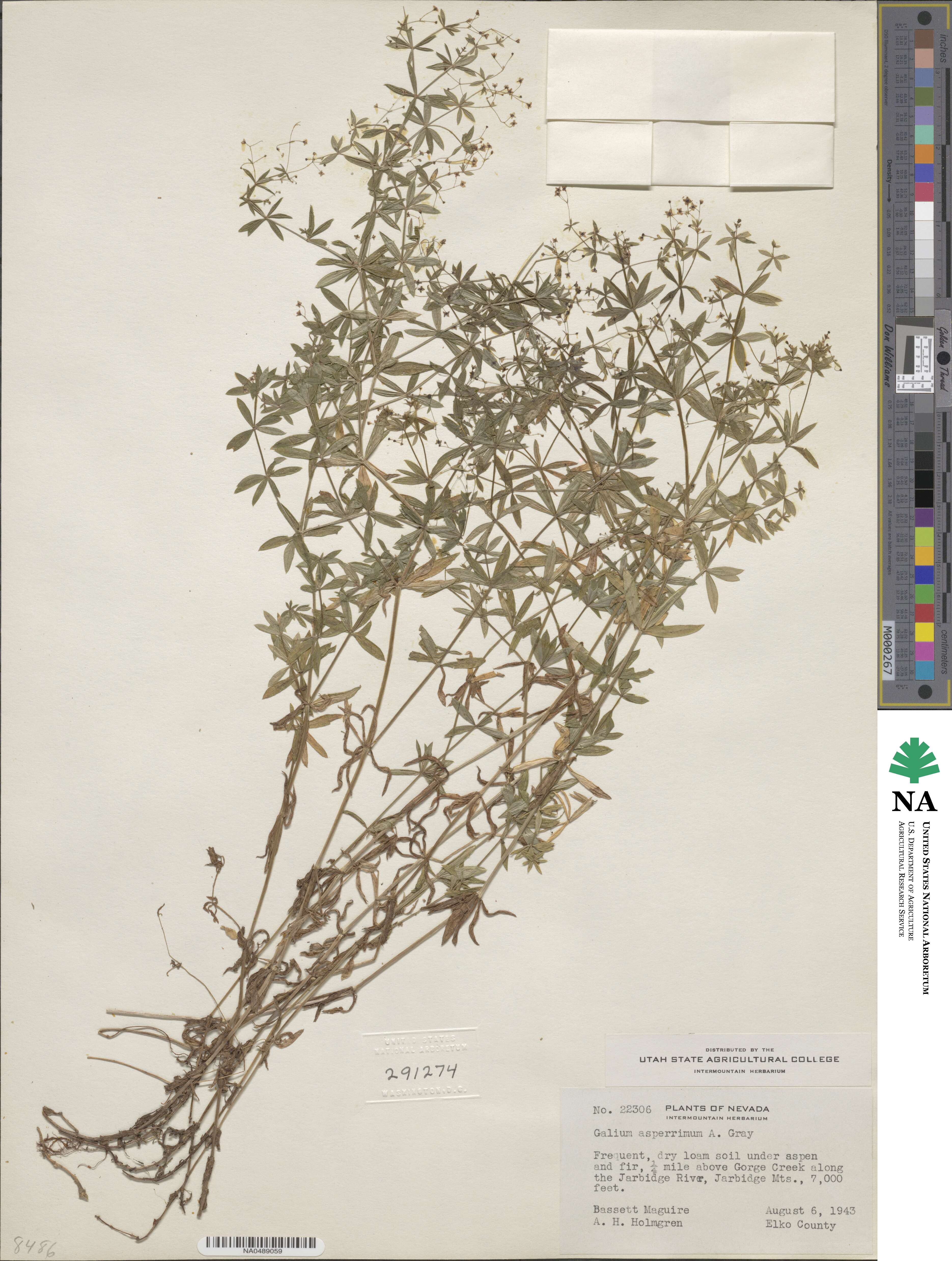 Galium mexicanum subsp. asperrimum image