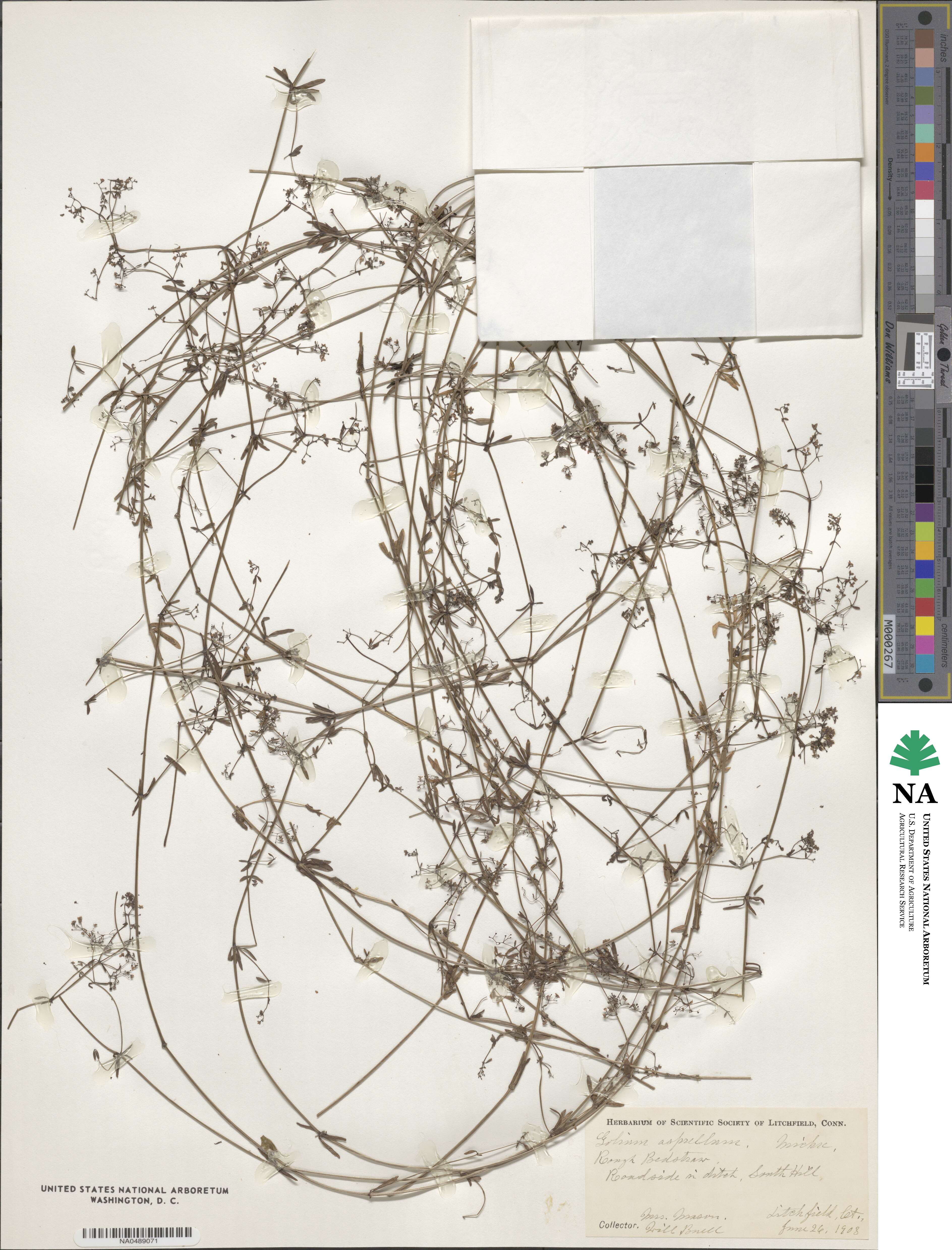 Galium image