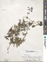 Galium asprellum image