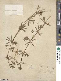 Galium aparine image