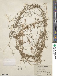 Galium aparine image