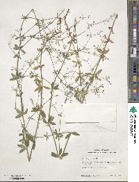 Galium pilosum image