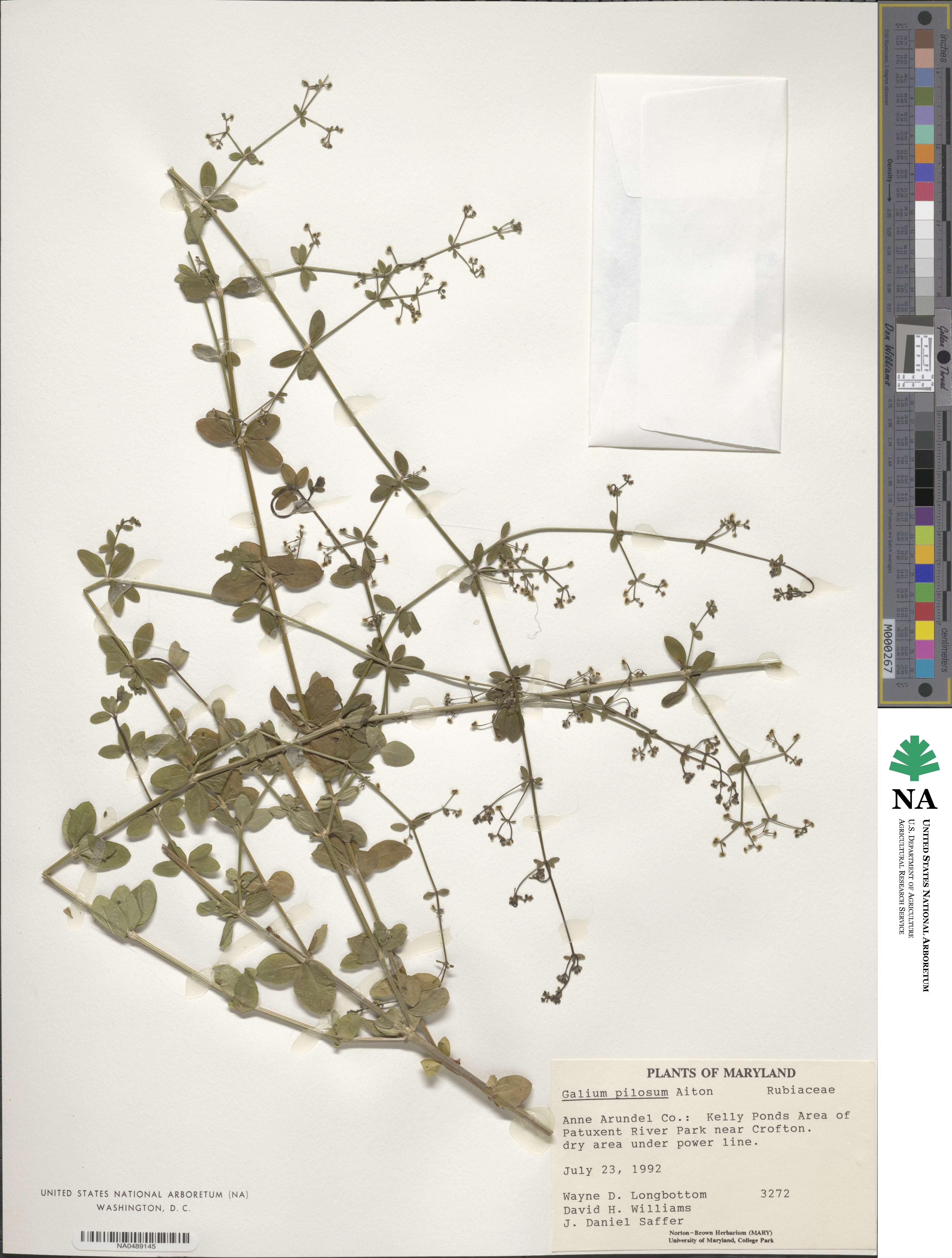 Galium pilosum image