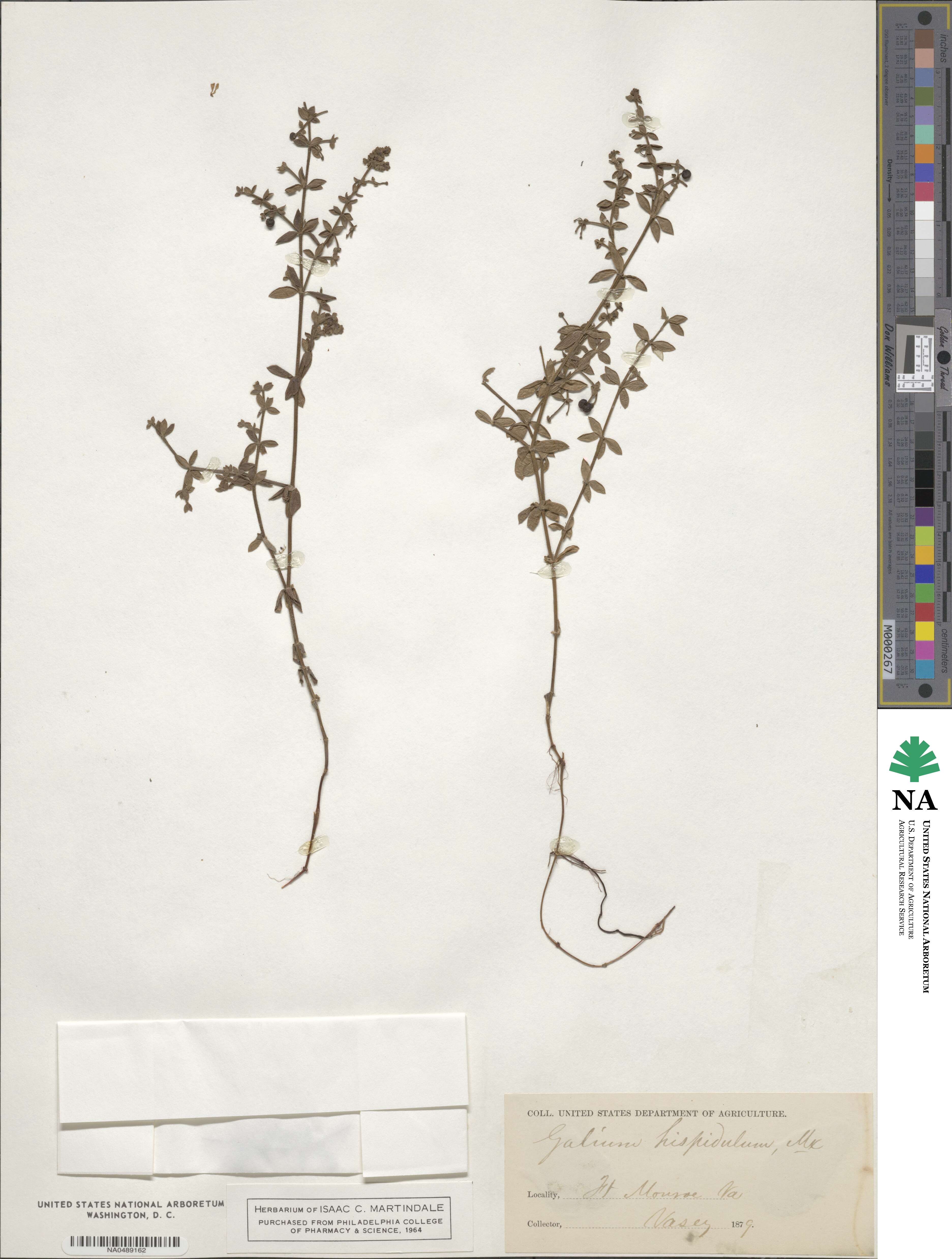 Galium bermudense image