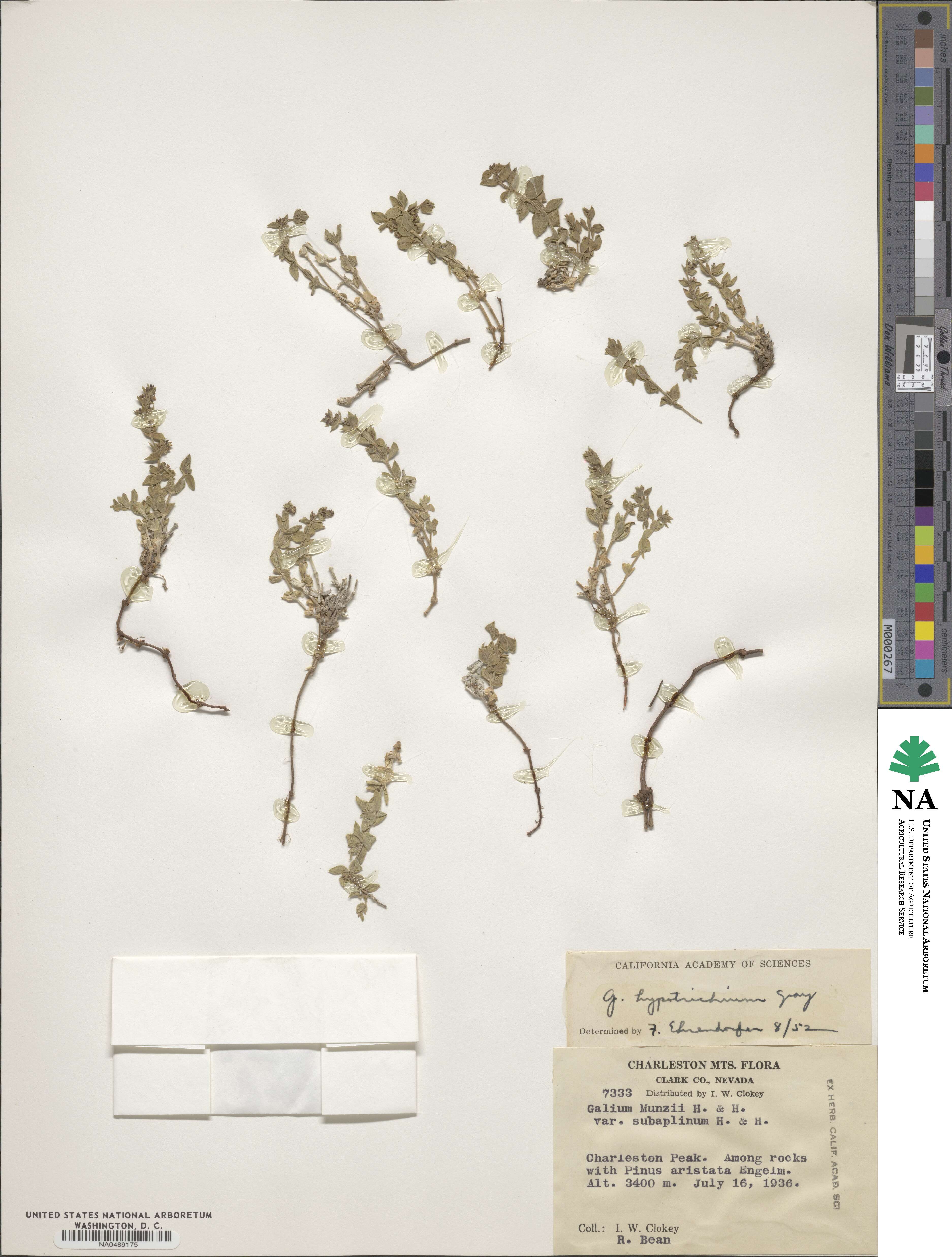 Galium hypotrichium image