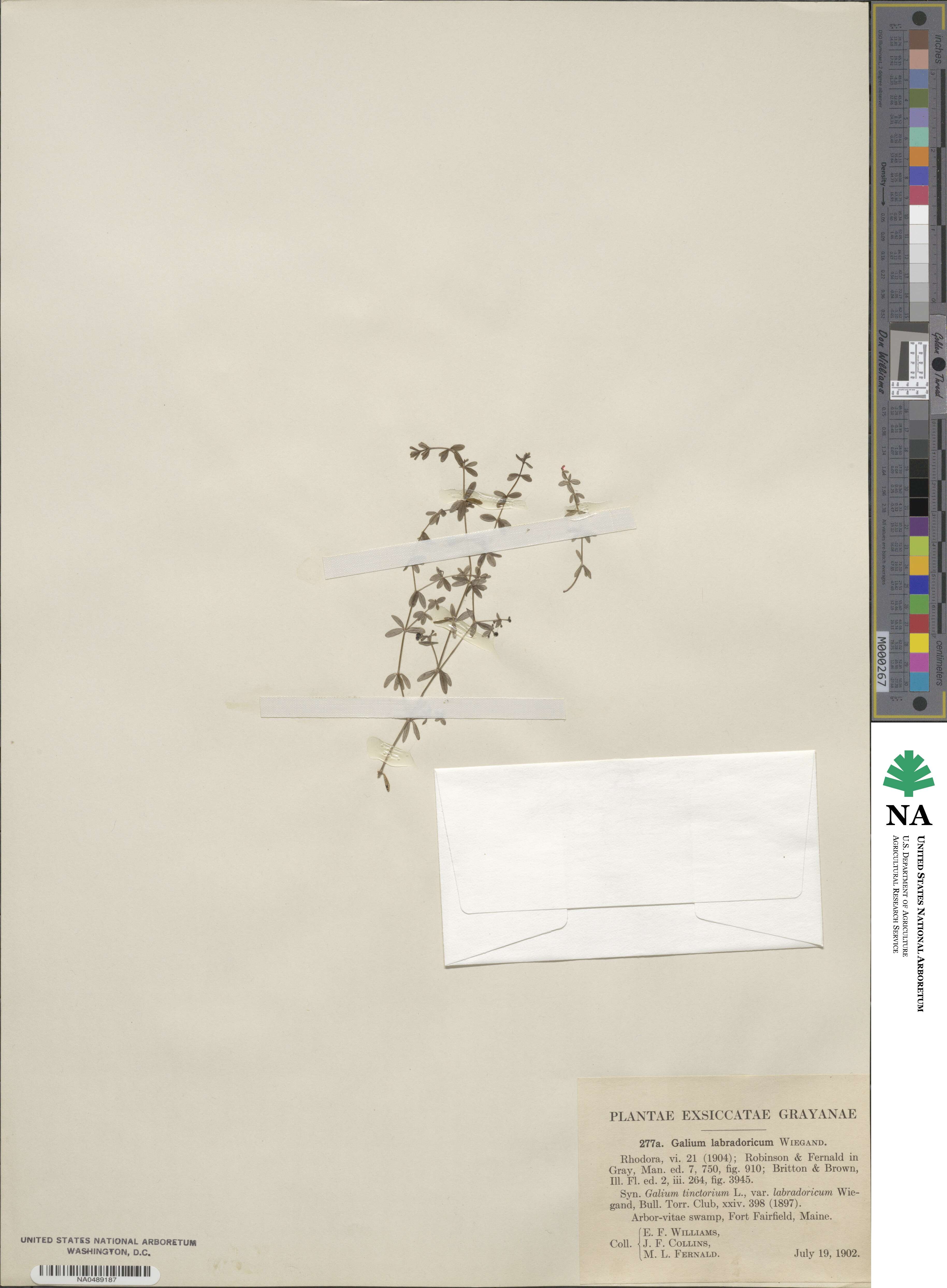 Galium labradoricum image