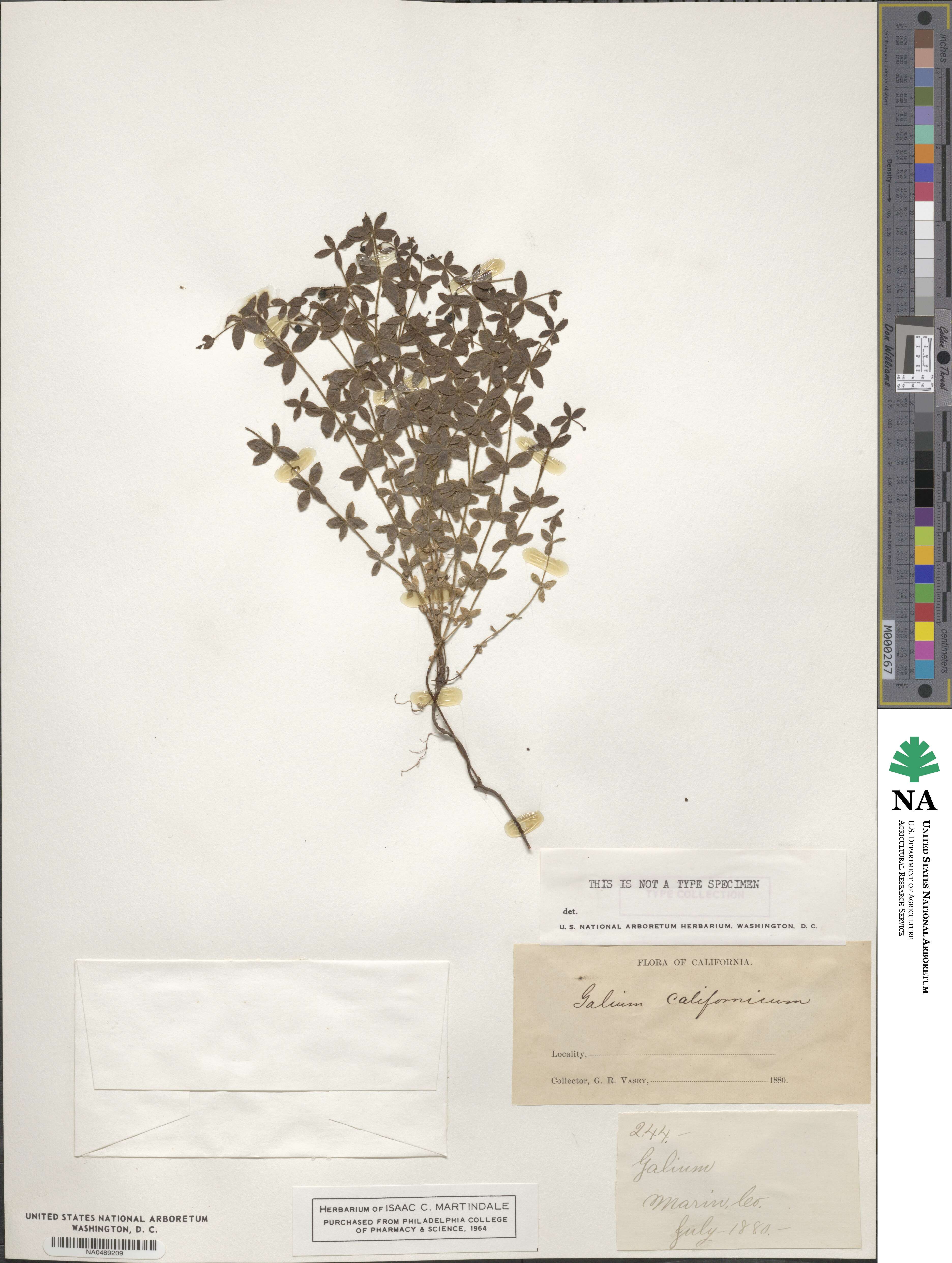 Galium californicum image