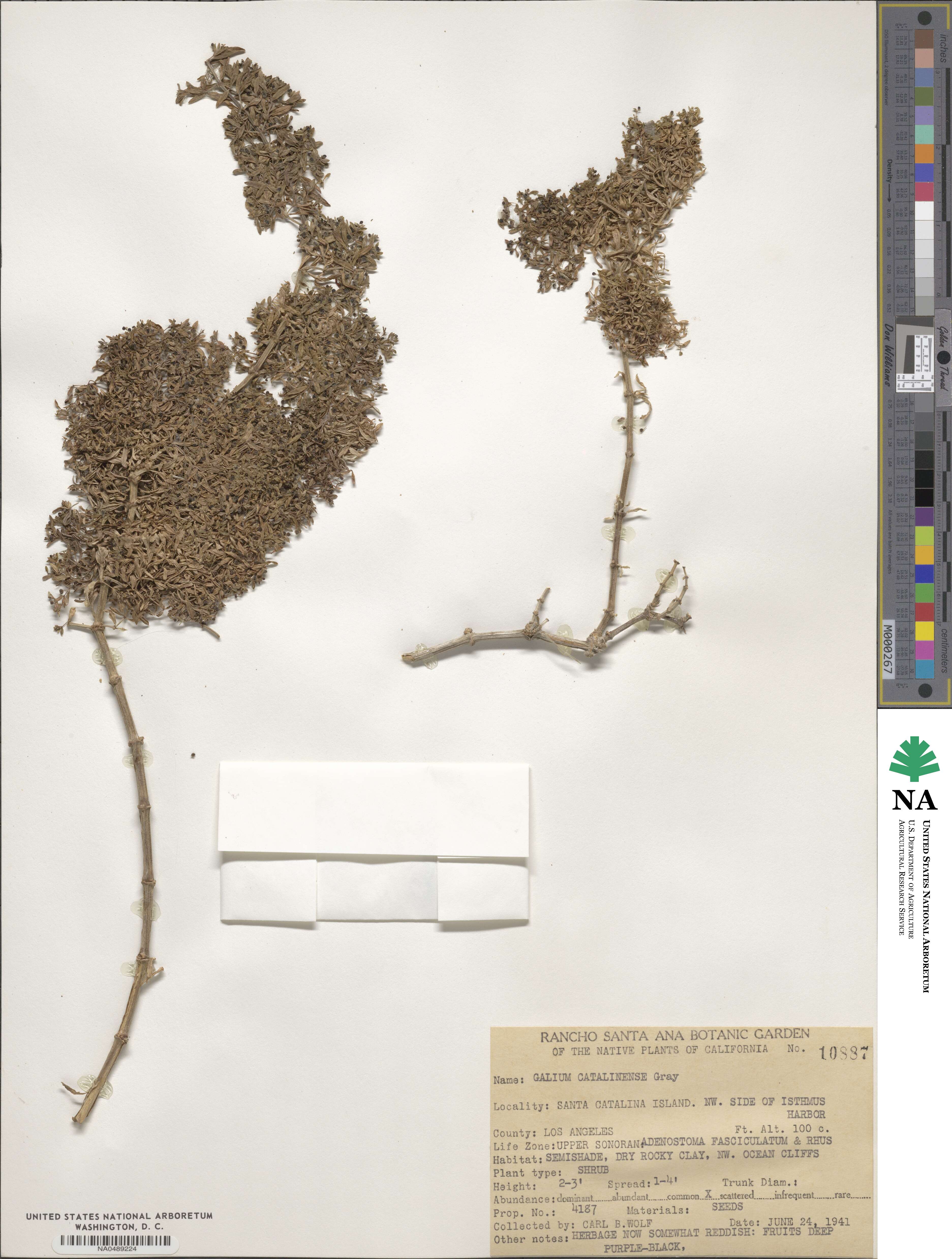 Galium catalinense image