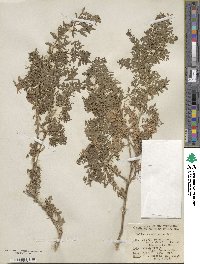 Galium catalinense image