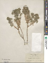 Galium catalinense image