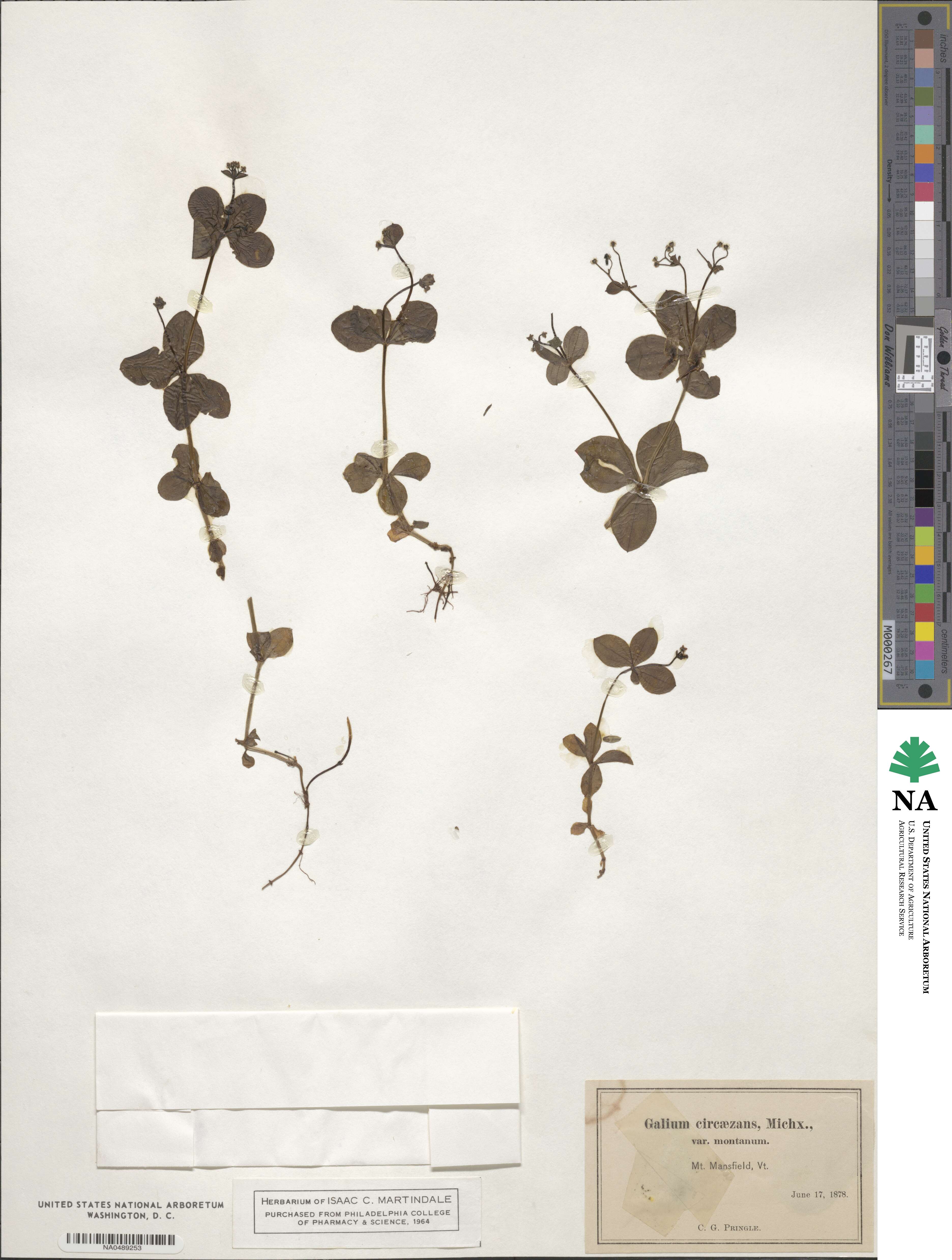 Galium circaezans image