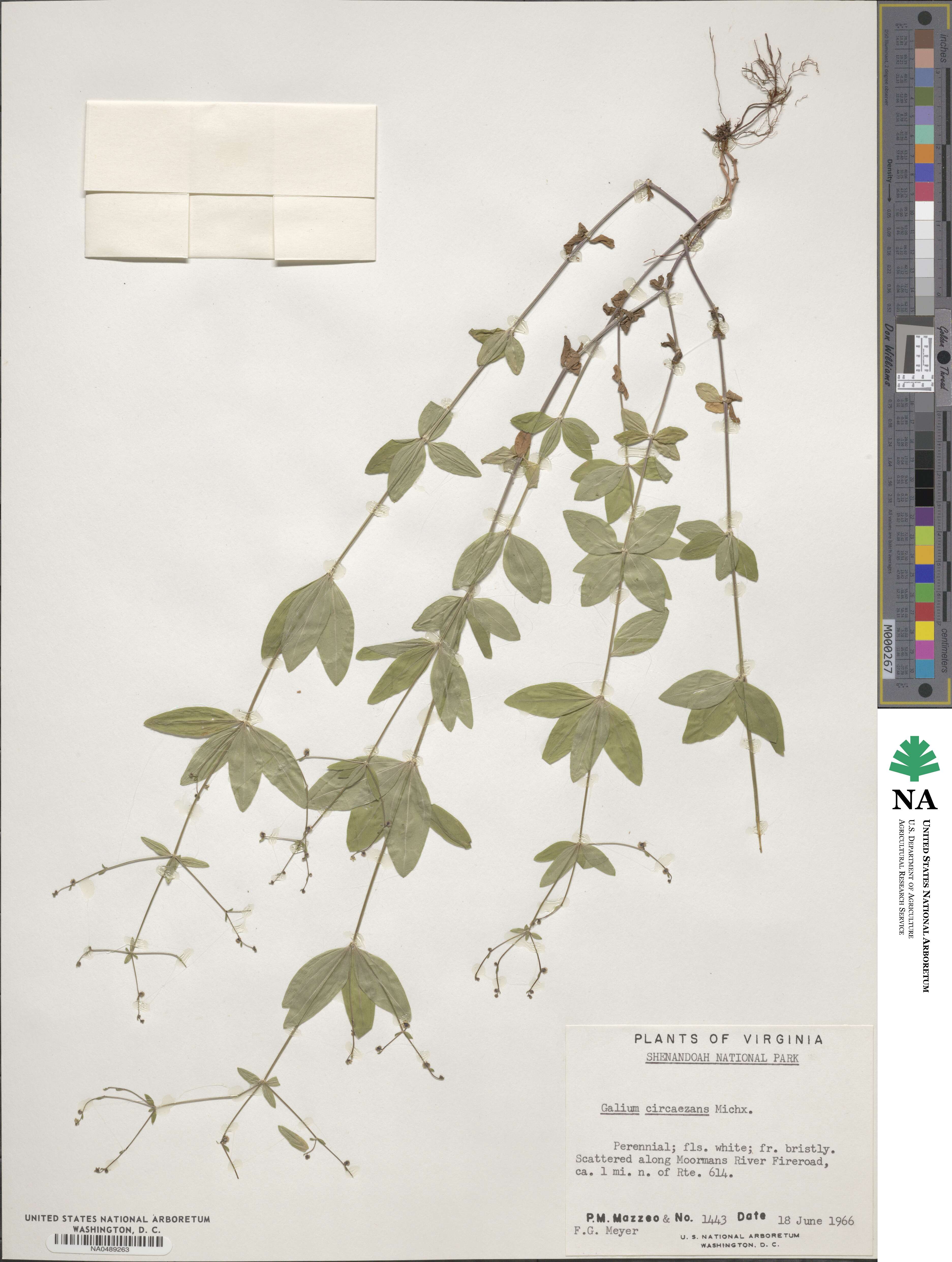 Galium circaezans image