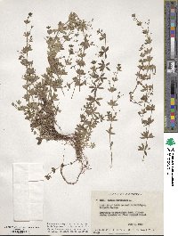 Galium parisiense image